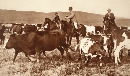 König Edward VIII. treibt Rinder in Alberta, Kanada, 1920er Jahre